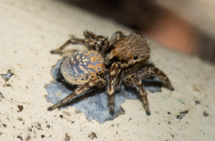 Maratus nimbus