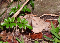 Opodiphthera eucalypti
