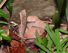 Opodiphthera eucalypti