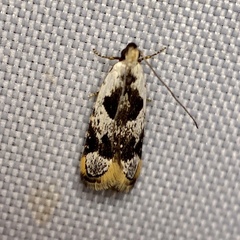 Ardozyga voluta