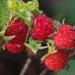 American Red Raspberry - Photo (c) Ken Potter, some rights reserved (CC BY-NC), uploaded by Ken Potter