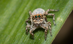 Maratus nimbus