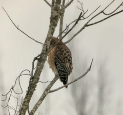 Buteo lineatus