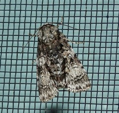 Turnerinycta phaeocosma