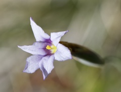 Sisyrinchieae