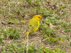 Sicalis flaveola