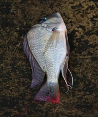 Geophagus altifrons