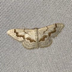 Idaea iodesma