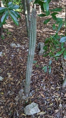 Pilosocereus robinii