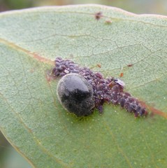 Rhyzobius forestieri