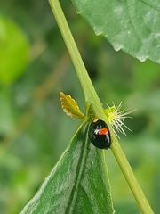 Coccinellidae