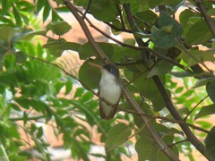 Leucolia violiceps