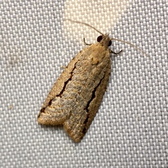 Meritastis