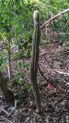 Pilosocereus robinii
