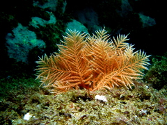 Pteronisis