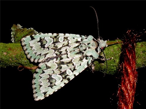 Merveille du Jour