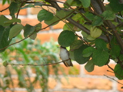 Leucolia violiceps