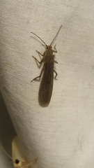 Peltoperlidae