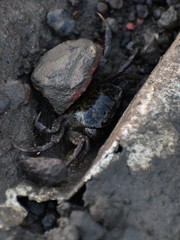 Paragrapsus quadridentatus