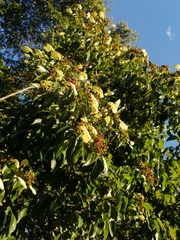 Calycophyllum