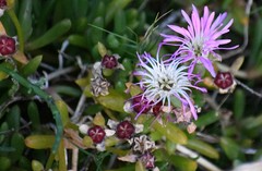 Disphyma crassifolium