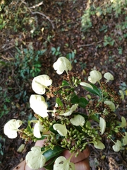 Calycophyllum