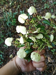 Calycophyllum