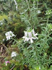 Westringia fruticosa