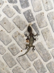 Hemidactylus mabouia