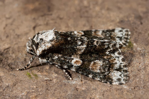 Craniophora pontica (Staudinger)