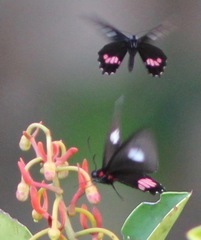 Parides aeneas