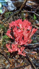Ramaria araiospora