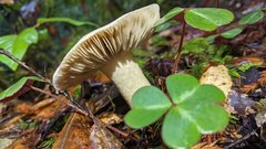 Tricholoma pardinum