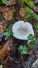 Tricholoma pardinum