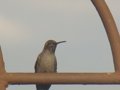 Cynanthus latirostris