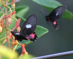 Parides aeneas