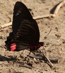 Parides sesostris