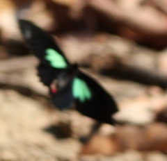 Parides sesostris