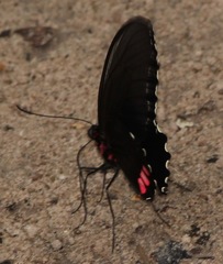 Parides sesostris