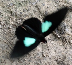 Parides sesostris