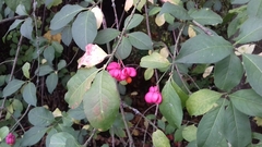 Euonymus europaeus