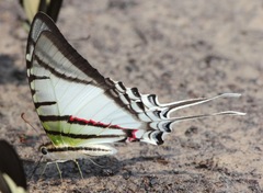 Protesilaus telesilaus