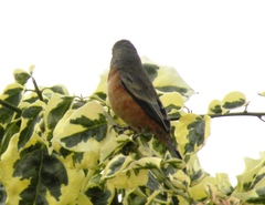 Sporophila minuta