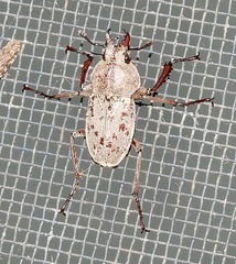 Cacostomus squamosus