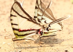 Protesilaus glaucolaus