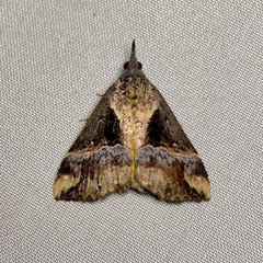 Dichromia quinqualis