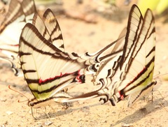 Protesilaus glaucolaus