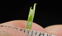 Cardamine unguiculus