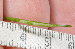 Cardamine unguiculus