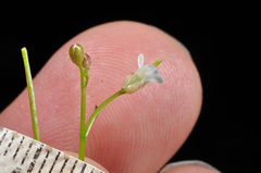 Cardamine unguiculus